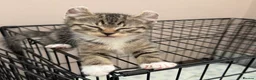 Mixed Breed cats for sale: Kittens READY! Sphynx cross - Advert 31