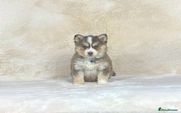Pomsky dogs for sale: Stunning blue eyes f3 Pomsky puppies for sale - Advert 11