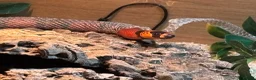 Milk Snake reptiles for sale: Honduran milk snake - Advert 9