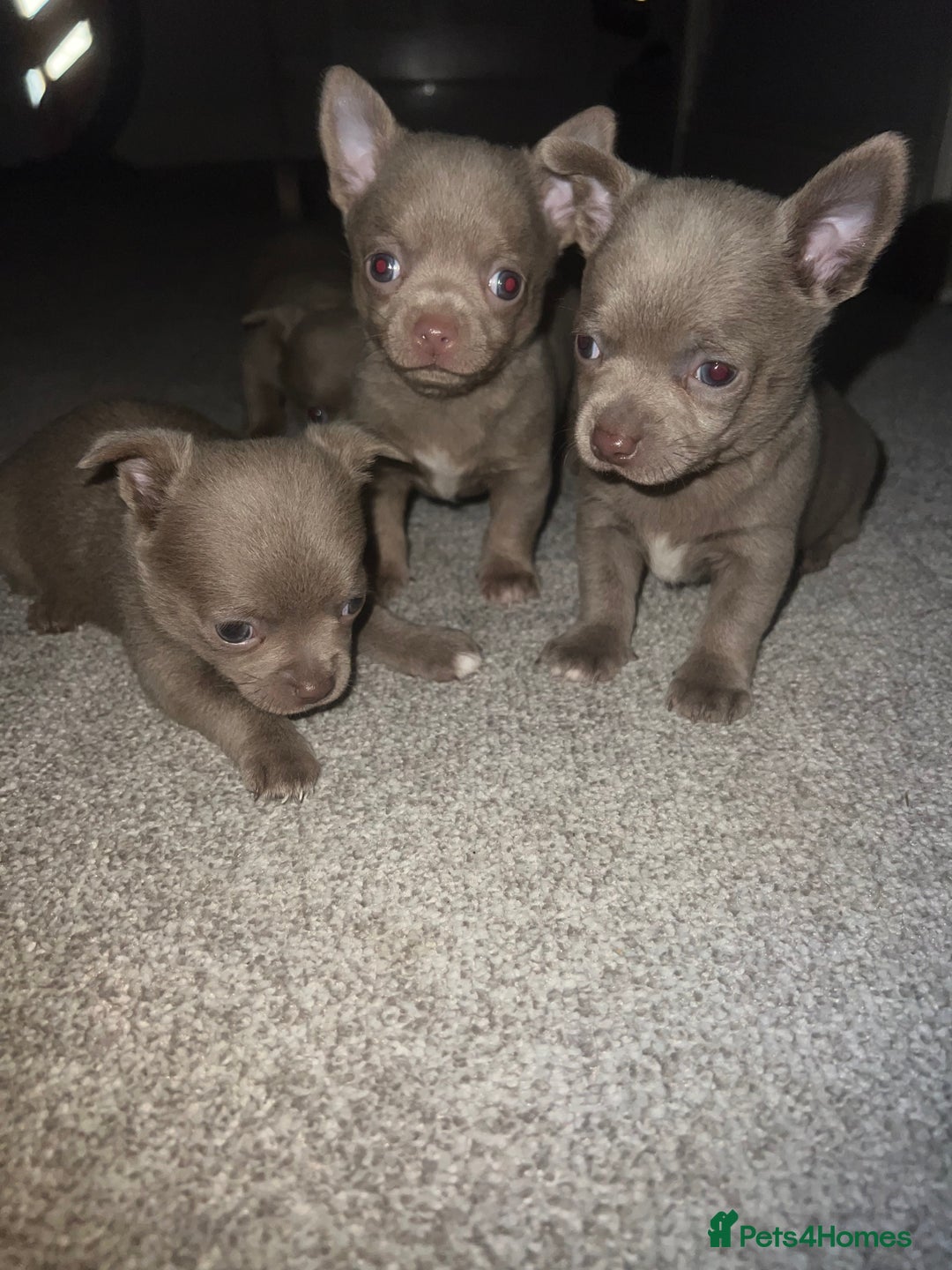 Chihuahua dogs for sale: Chihuahua puppy’s blue and lilicas tiny GIRL 🐶 - Image 17