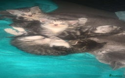 British Shorthair cats for sale: Rare silver tip British shorthair kittens - Advert 4