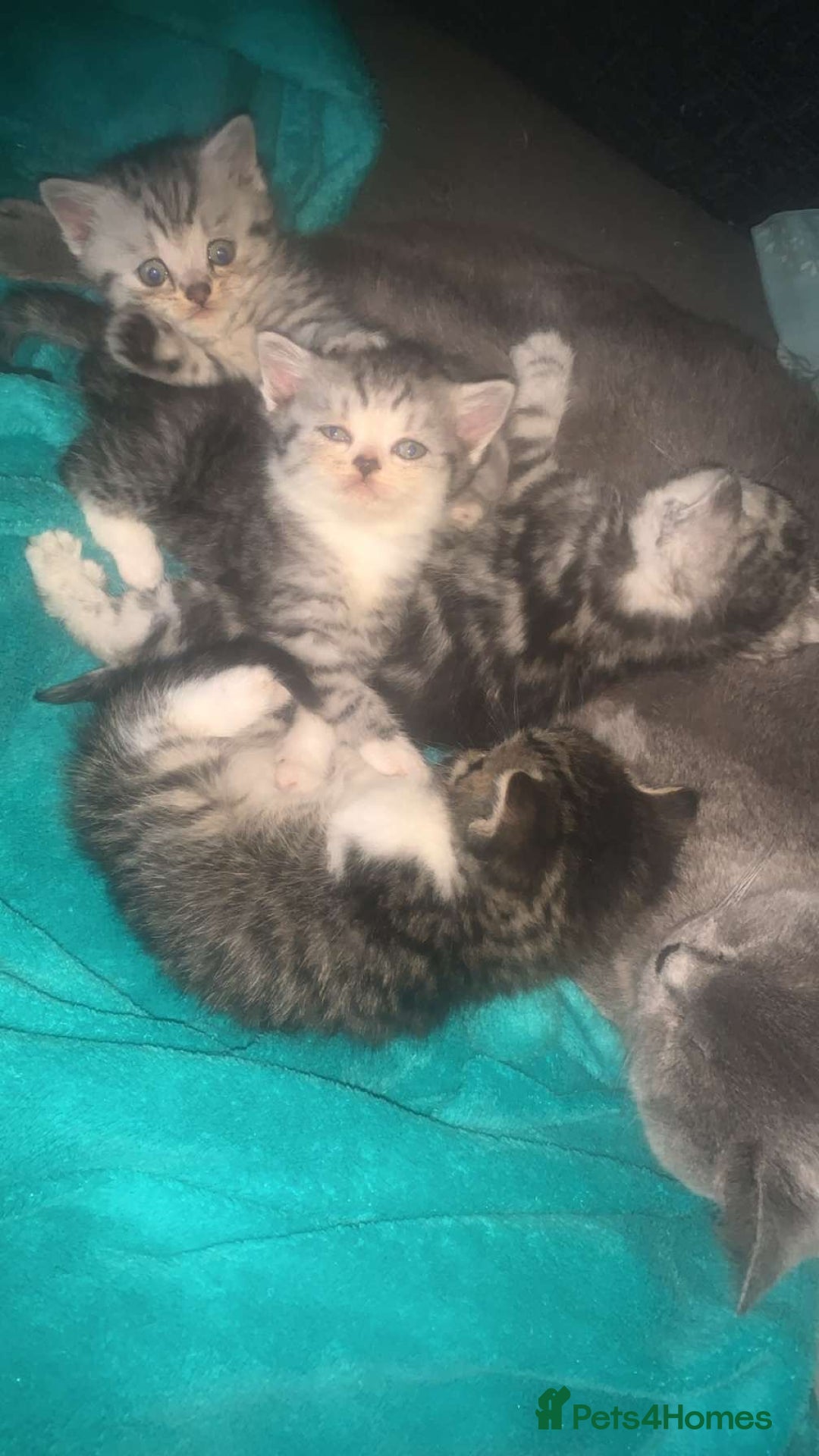 British Shorthair cats for sale: Rare silver tip British shorthair kittens - Advert 4