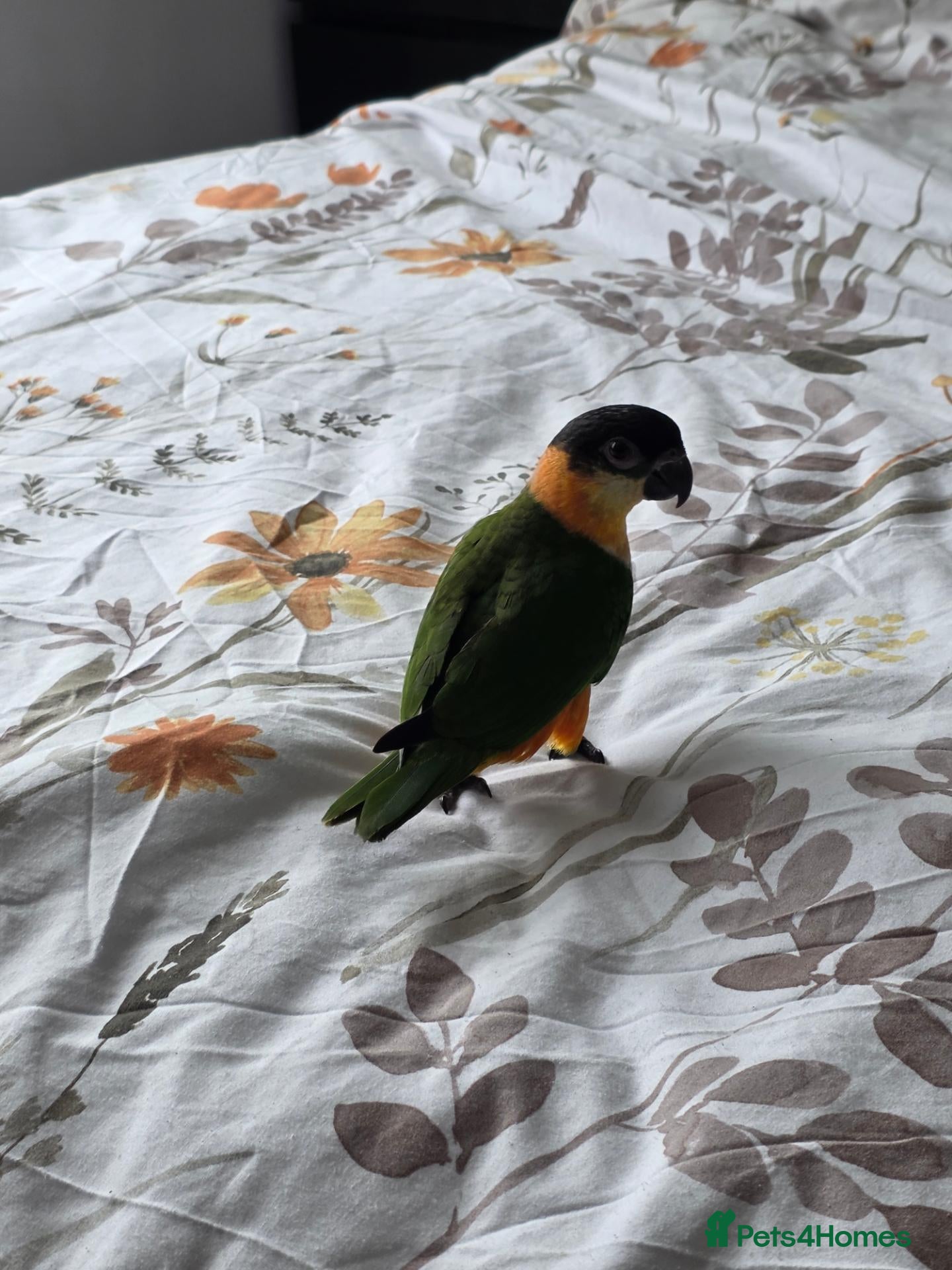 Parrots birds for sale: Black headed caique - Advert 1
