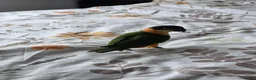 Parrots birds for sale: Black headed caique - Advert 1