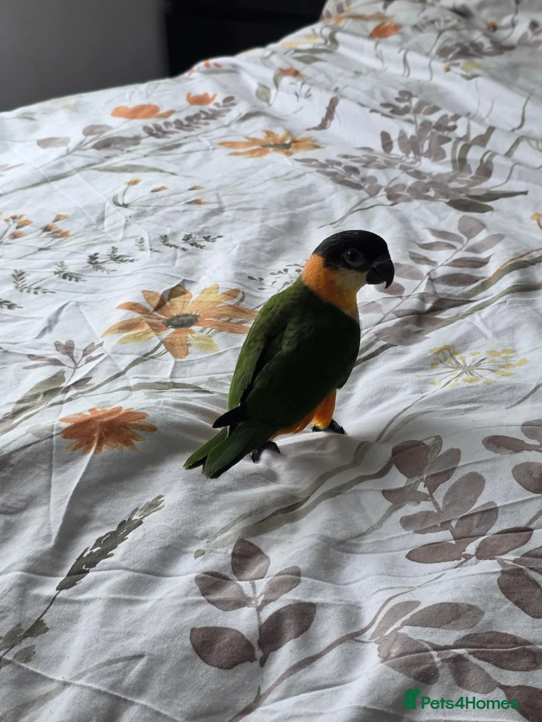 Parrots birds for sale: Black headed caique - Advert 1