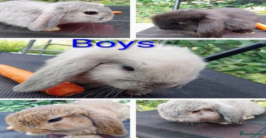 Mini Lop rabbits - Advert 2