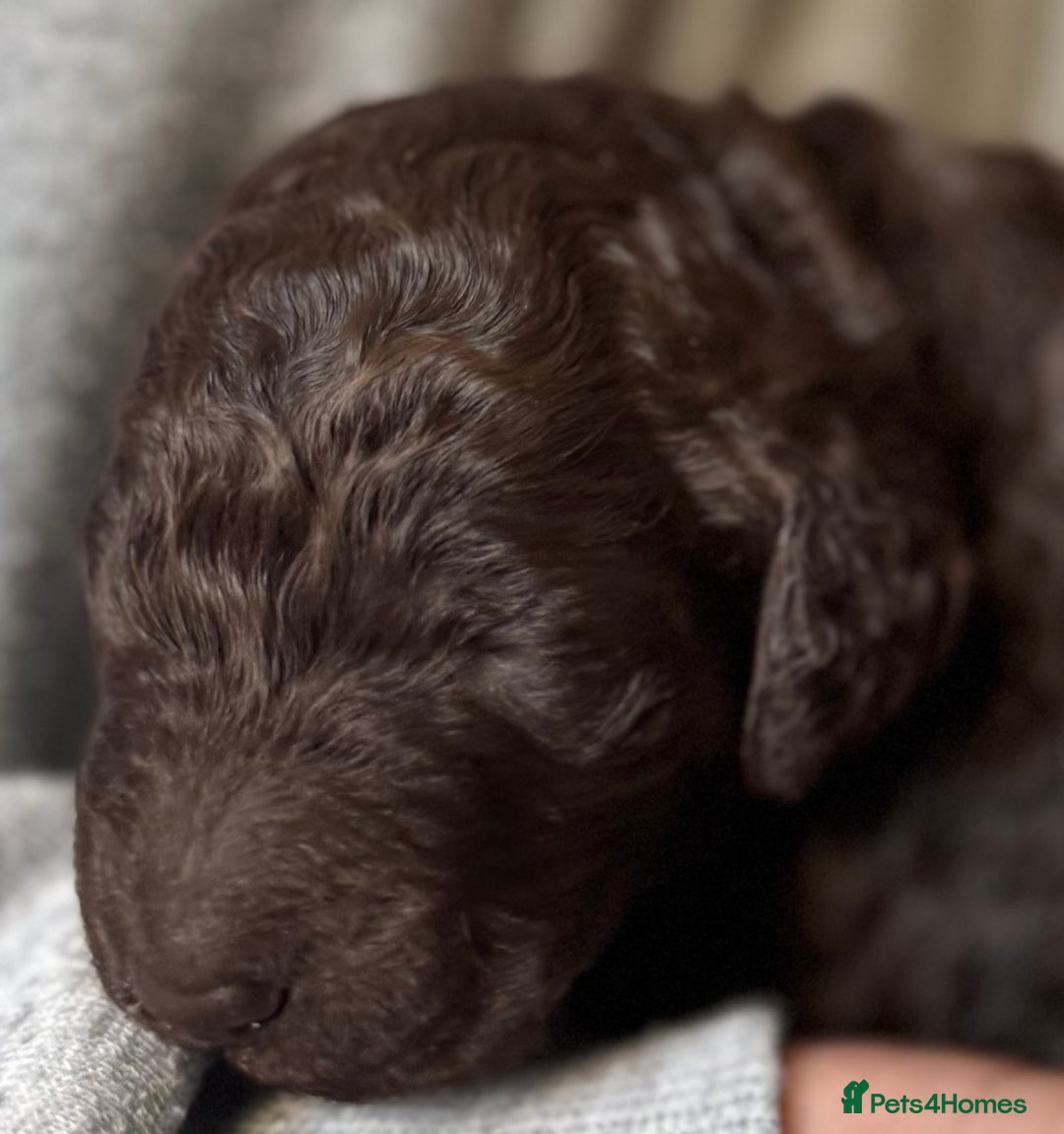 Standard Poodle dogs for sale: Wonderful standard poodle pup’s - Advert 2