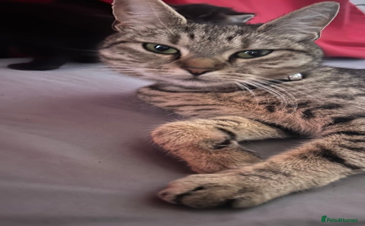 Bengal cats - Advert 11