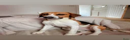 Foxhound dogs for sale: Buddy forever home  - Advert 2