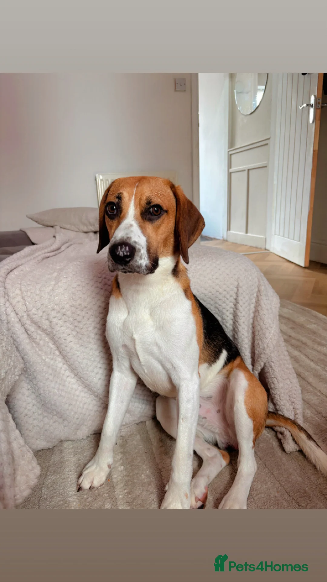 Foxhound dogs for sale: Buddy forever home  - Advert 2