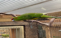 Mixed Breed birds for sale: Gorgeous baby Kakariki’s  - Image 5