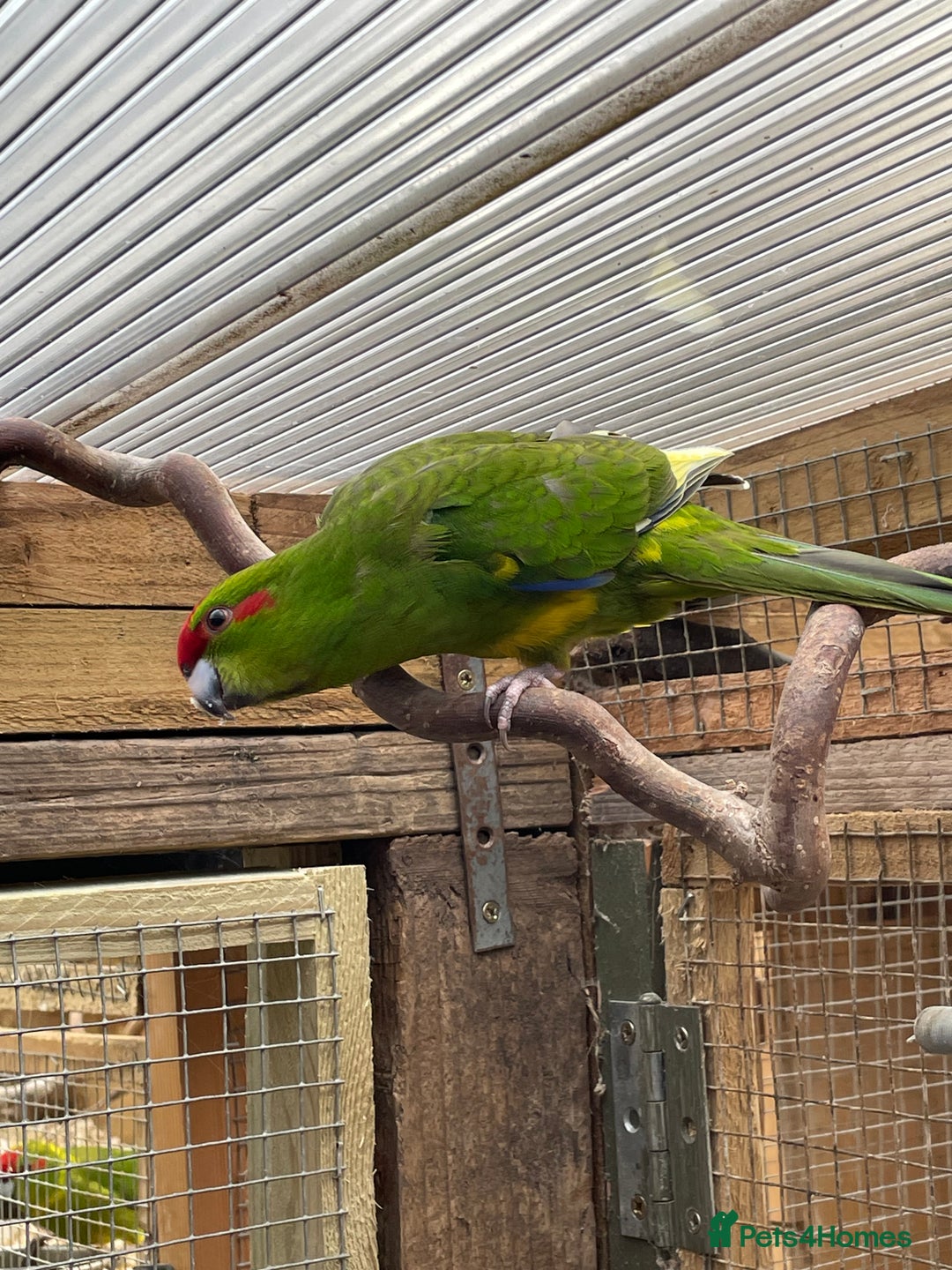 Mixed Breed birds for sale: Gorgeous baby Kakariki’s  - Image 5