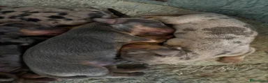 Dachshund 4