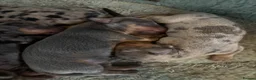 Dachshund dogs for sale: Miniature dachshund - Advert 3