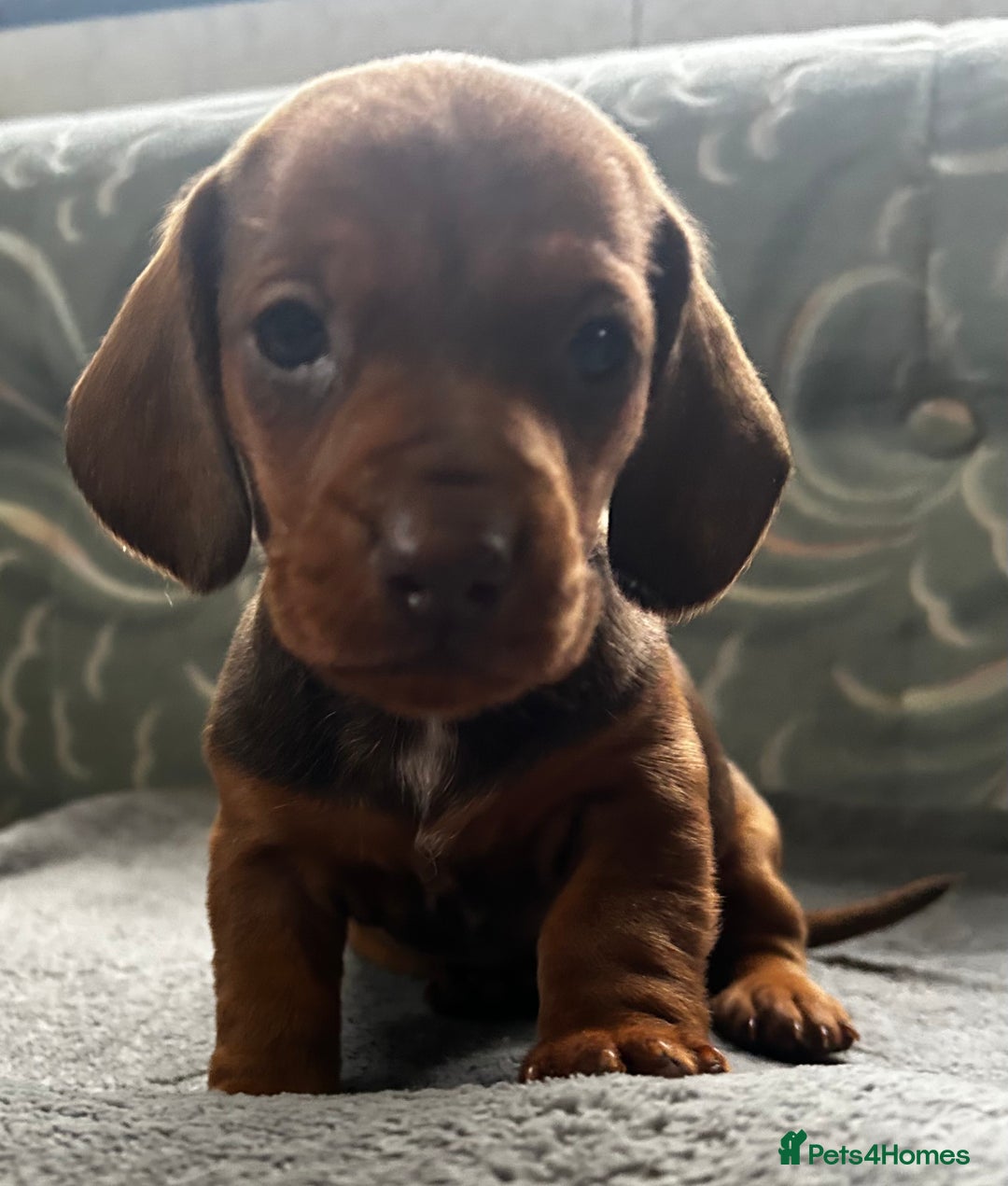 Dachshund dogs for sale: STUNNING KC REG STANDARD DACHSHUNDS  - Advert 23