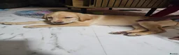 Labrador Retriever dogs for sale: Labrador Retriever 10 weeks old in Fareham - Advert 6