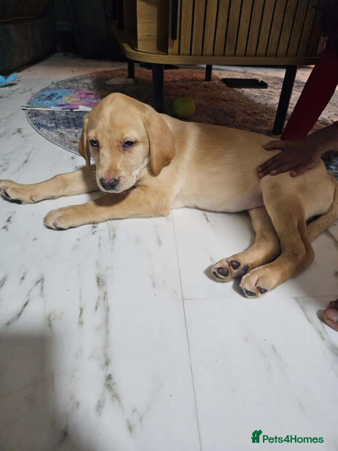 Labrador Retriever dogs for sale: Labrador Retriever 10 weeks old in Fareham - Advert 6