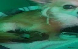 Chihuahua dogs for sale: Looking for a forever home - Image 7