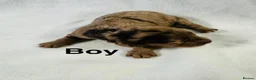 Cockapoo dogs for sale: DNA CLEAR, Stunning Cockapoos, Ready 30th October - Advert 3