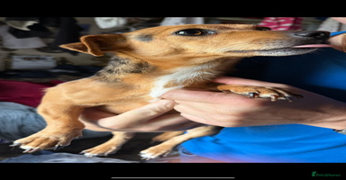 Jack Russell dogs - Advert 11