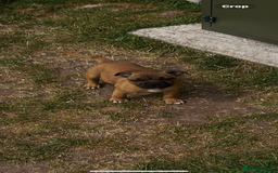 Staffordshire Bull Terrier dogs for sale: ONE MALE AVAILABLE 5* outstanding reds ✨✨✨ - Image 19