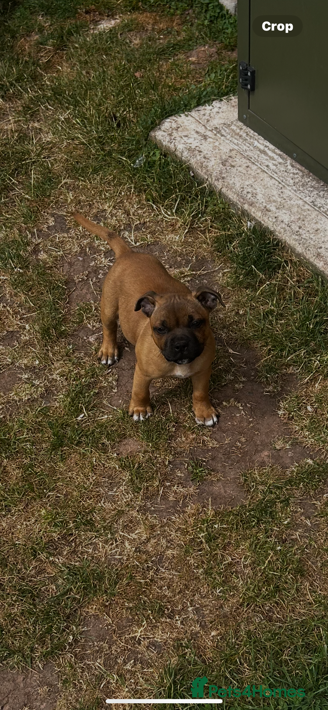 Staffordshire Bull Terrier dogs for sale: ONE MALE AVAILABLE 5* outstanding reds ✨✨✨ - Image 19