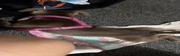 American Bully dogs for sale: American Bully in Stockton-on-Tees - Advert 3