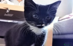 Mixed Breed cats for sale: Flimflam & Bojo - Image 15