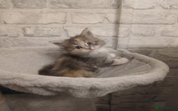 Maine Coon cats for sale: Mainecoon kittens  - Image 24