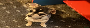Chihuahua Puppy 2