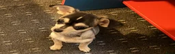 Chihuahua dogs for sale: Stunning and lovely chihuahua puppies for sale - Advert 9