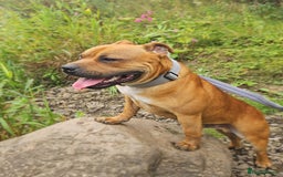 Staffordshire Bull Terrier dogs for sale: RED STAFFORDSHIRE BULL TERRIER consider Co-owner - Image 2