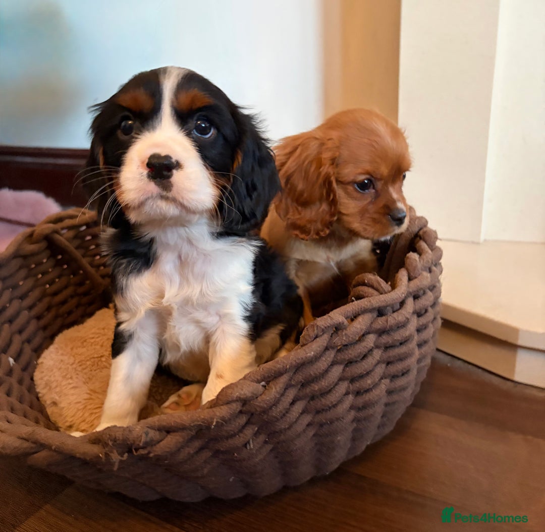 Cavalier King Charles Spaniel dogs for sale: Gorgeous Cavalier King Charles Spaniel Boys - Advert 20