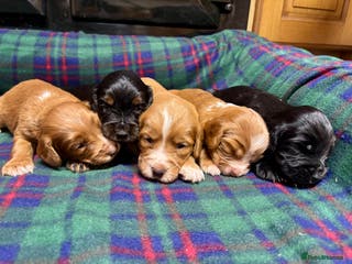 Cocker Spaniel dogs Gorgeous Cocker Spaniel Puppies - Advert 2