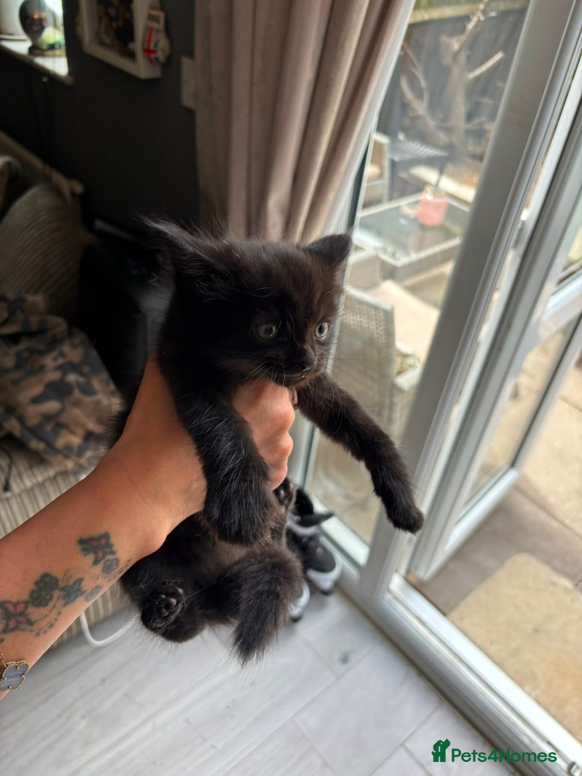 Mixed Breed Kitten 2