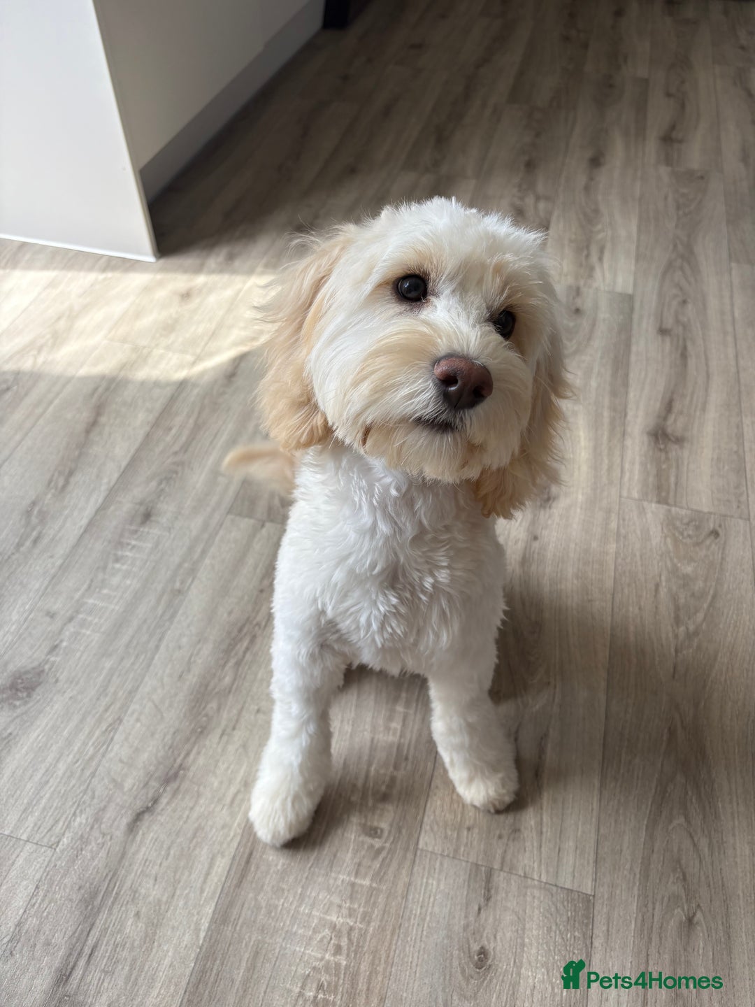 Cockapoo dogs for sale: Phoebe the cockapoo - Image 3