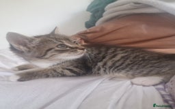 Mixed Breed cats for sale: Kittens - Image 1