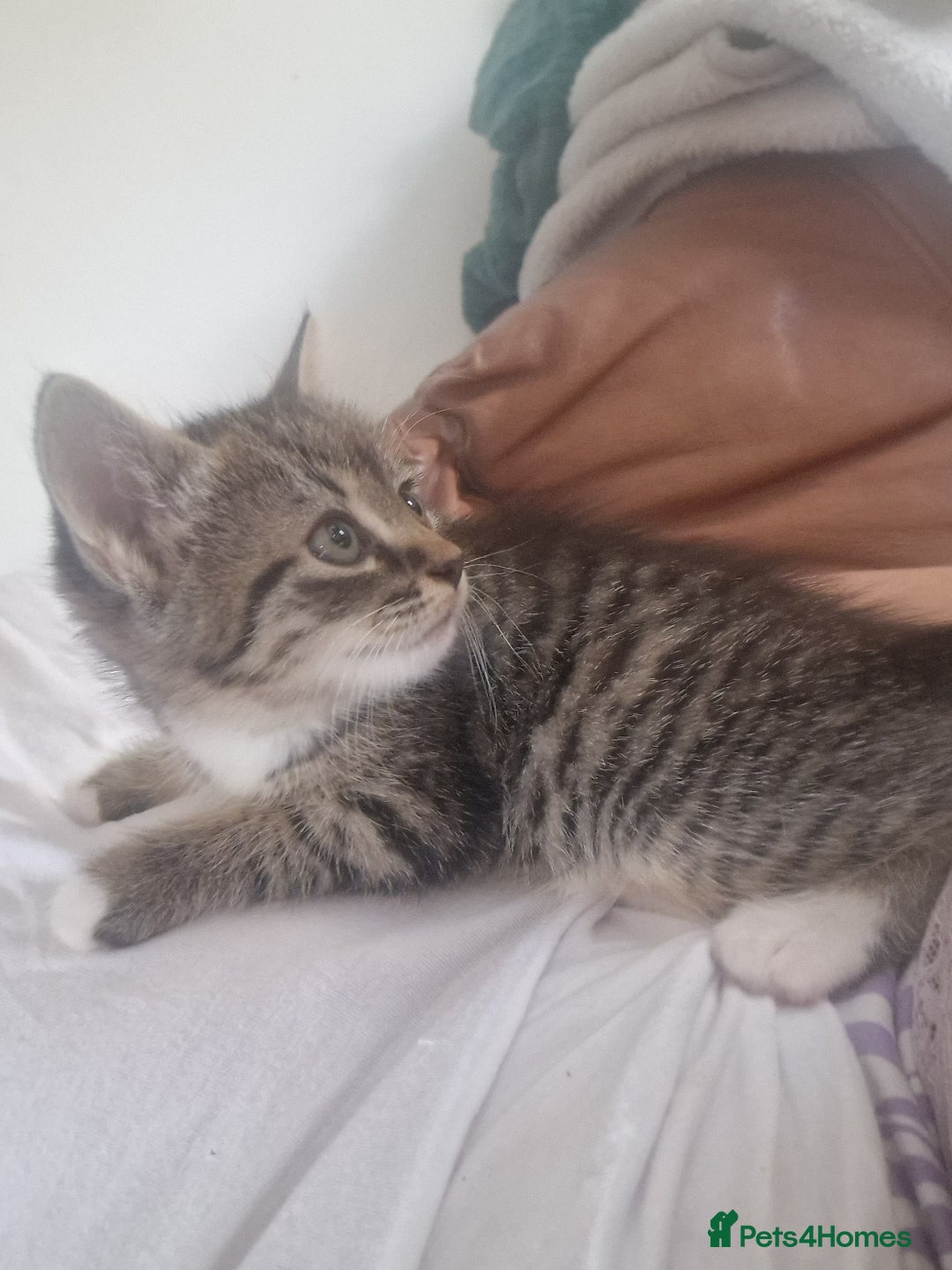 Mixed Breed cats for sale: Kittens - Image 1