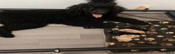 Labradoodle dogs for sale: 🦴❤️ beautiful F1 Labradoodle puppies ❤️🦴 in Rowley Regis - Advert 5