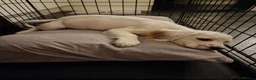 Mixed Breed dogs for sale: Cocker x French bulldog 10 months old - Advert 4