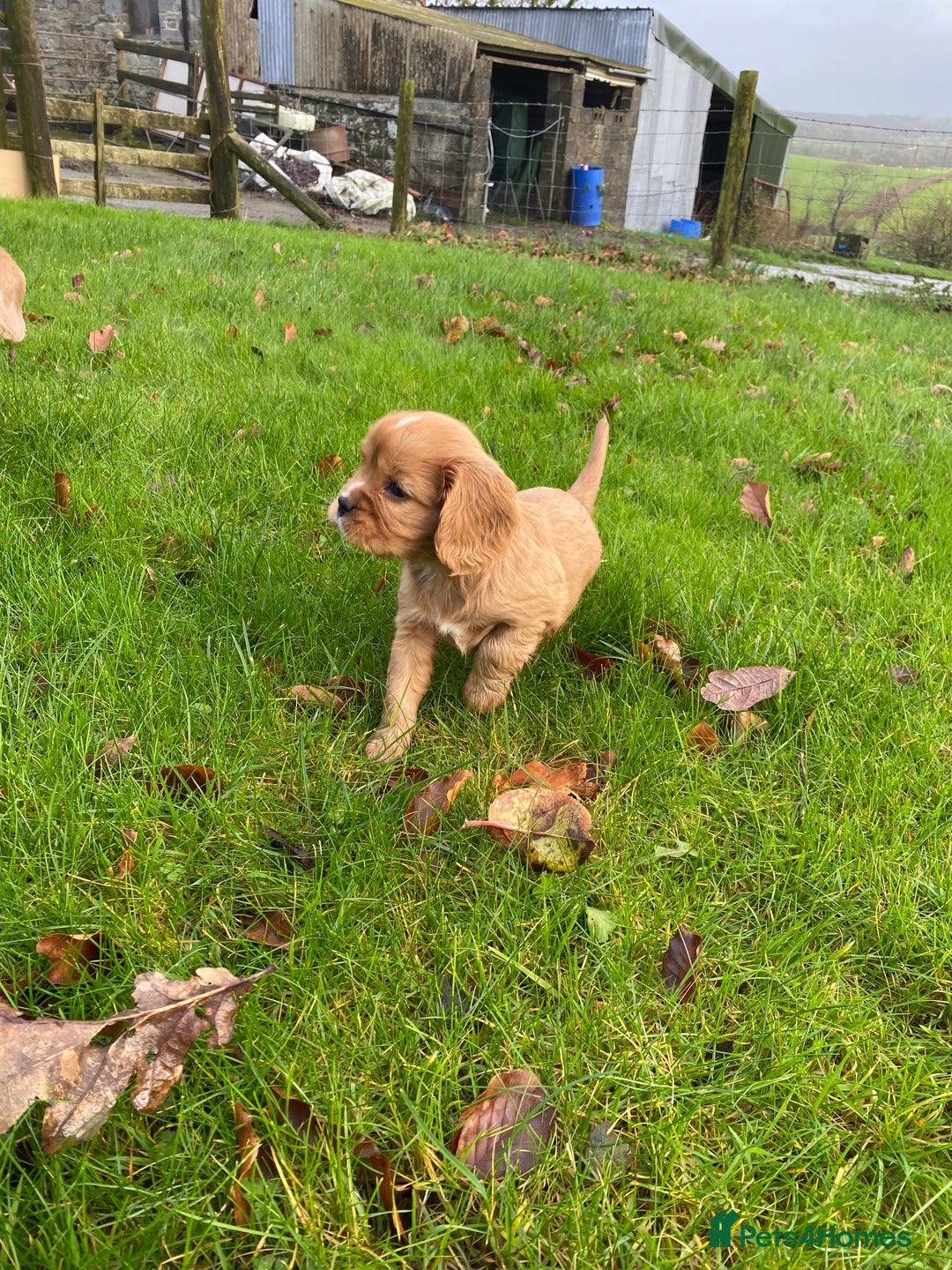 Cavalier King Charles Spaniel dogs for sale: 🐶🐶 Beautiful Cavalier King Charles Spaniel pupps - Advert 9