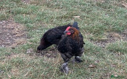 Chickens poultry for sale: CREAM LEGBAR AND BLACK CUCKOO MARAN COCKERELS  - Image 2