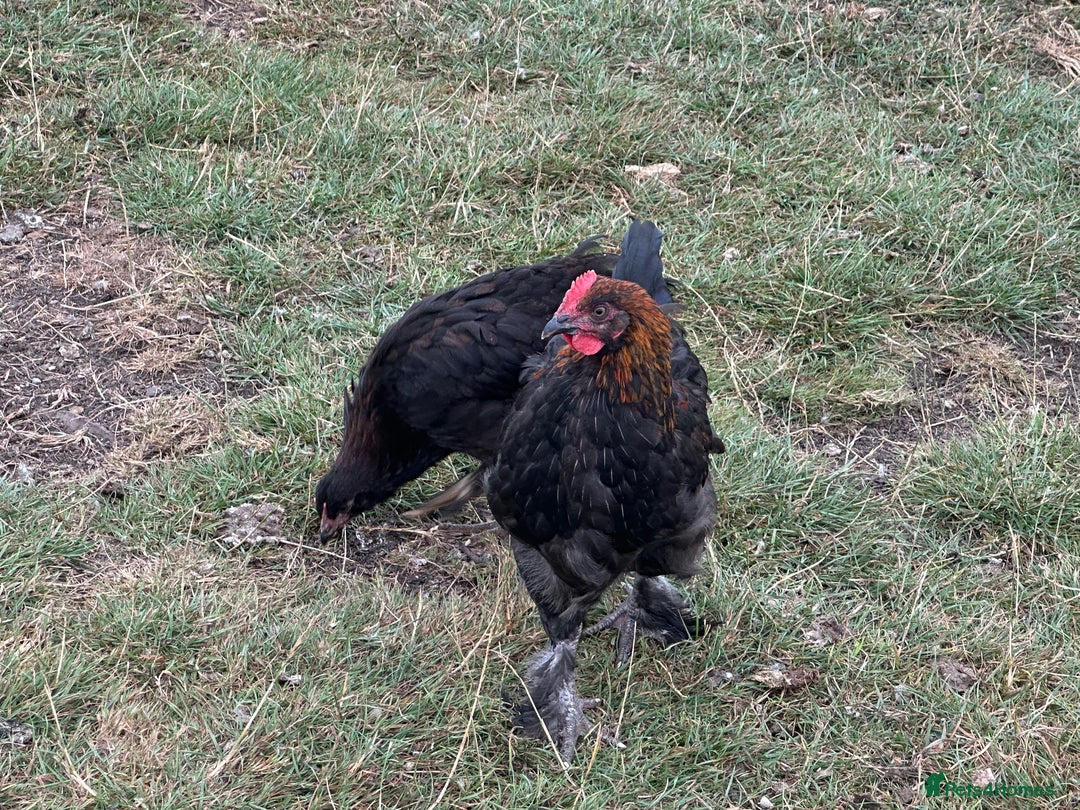 Chickens poultry for sale: CREAM LEGBAR AND BLACK CUCKOO MARAN COCKERELS  - Image 2