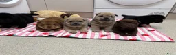 Chow Chow dogs for sale: Chow chow puppies  in Redhill - Advert 9