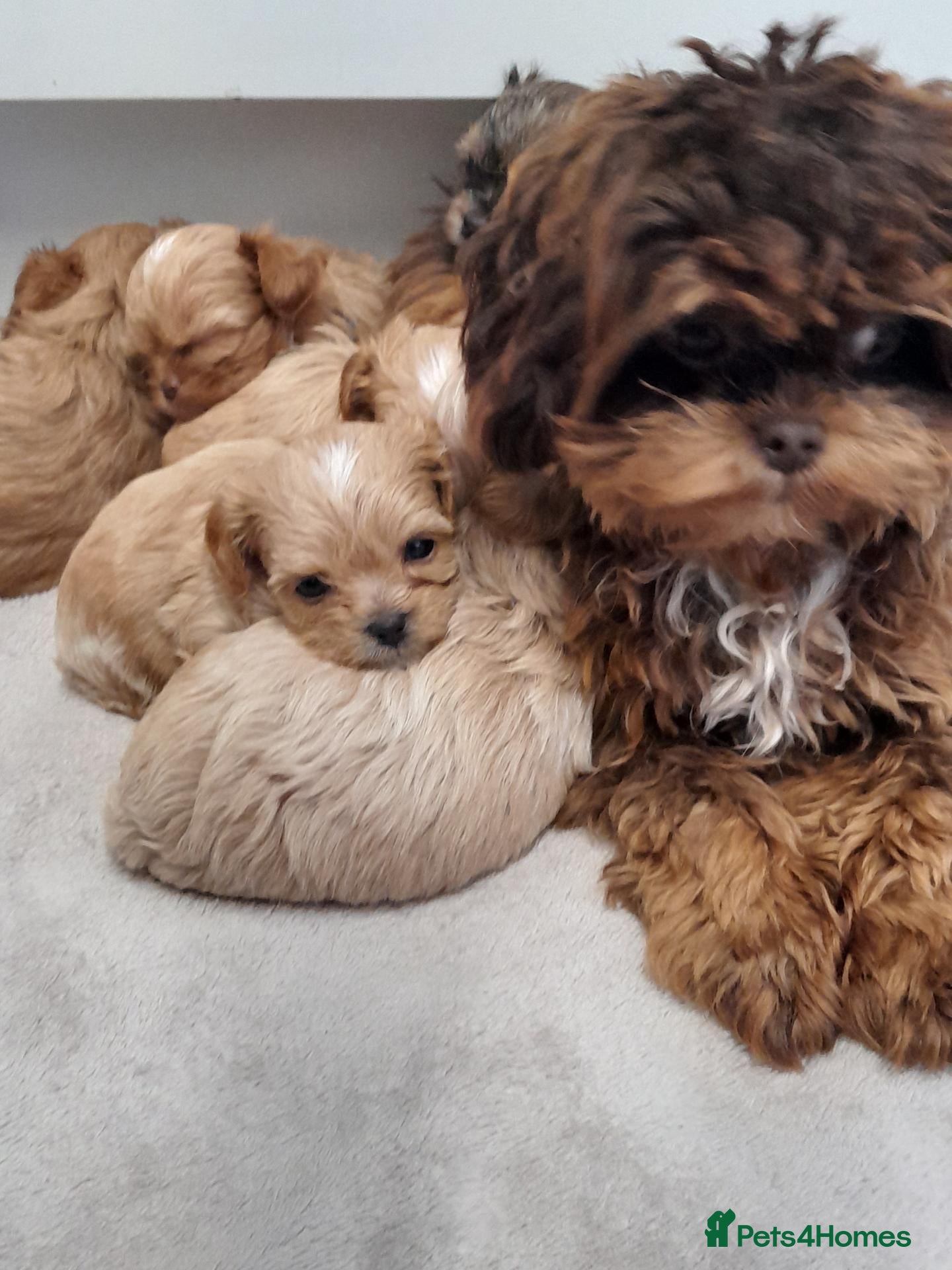 Maltipoo dogs for sale: Extensively DNA clear ASIAN maltipoo - Advert 2