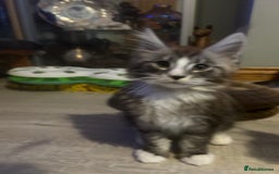 Maine Coon cats for sale: 4 LEFT! Tica registered non active mainecoons - Image 21