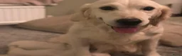 Golden Retriever dogs for sale: Super fluffy cream pups in Newark - Advert 39