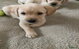 Labrador Retriever dogs for sale: Labrador puppies  - Image 15