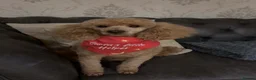 Miniature Poodle dogs for sale: 2 beautiful miniature poodle puppies  - Advert 13