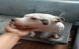 Staffordshire Bull Terrier dogs for sale: 2 year old beautiful girl staffy  - Image 2